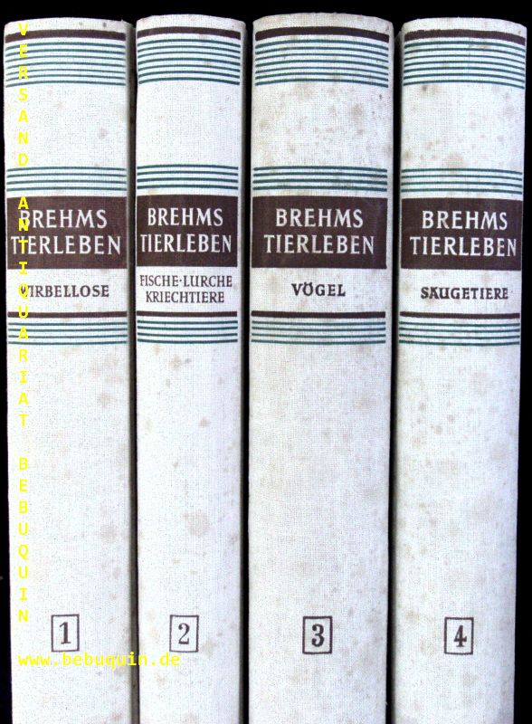 50486AB.jpg
